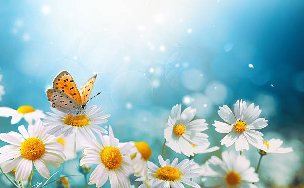 istock Original beautiful photo of a butterfly on chamomile flowers with creative processing. 2224319819