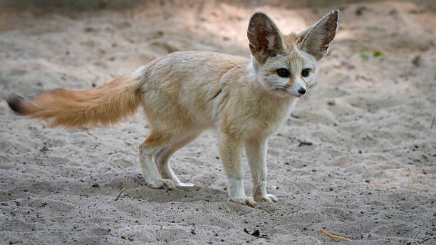 istock Captive Fennec Fox Standing on the Ground 2224320569