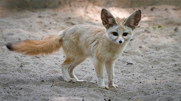 istock Captive Fennec Fox Standing on the Ground 2224320598