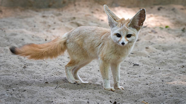 istock Captive Fennec Fox Standing on the Ground 2224320604