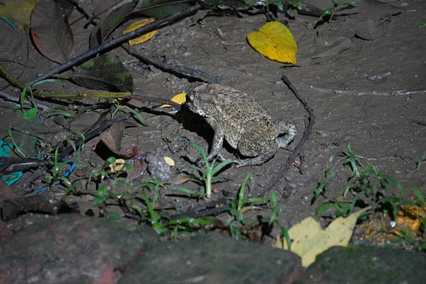 istock The toad is walking slowly towards the prey in the dark light 2224321890