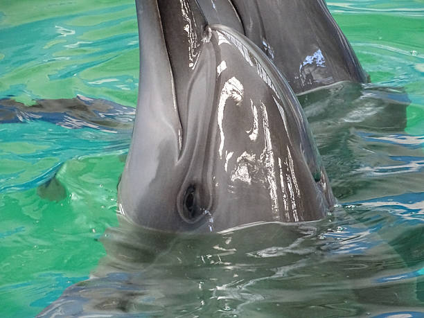 istock Twp dolphins in the water 2224322316