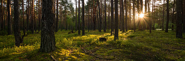 istock summer pine green forest with mossy hummocks and sun rays from behind trees. morning landscape. idyllic side widescreen panoramic view in 15x5 format 2224324502