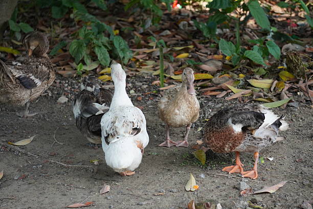 istock Several ducks are resting on the dirty place surrounded with small plants 2224324731