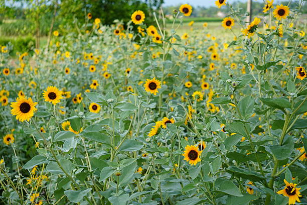 istock field of sunflowers 2224324767