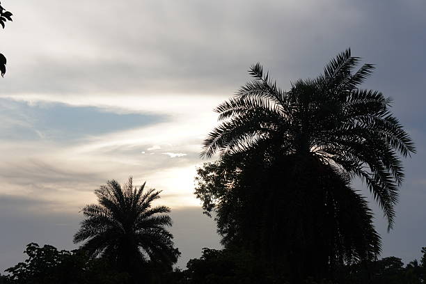 A silhouette of two palm trees against a cloudy sky during the sunset