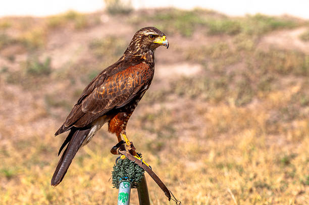 Close up detail with a Harris s hawk (Parabuteo unicinctus). Portrait of a bird of prey.
