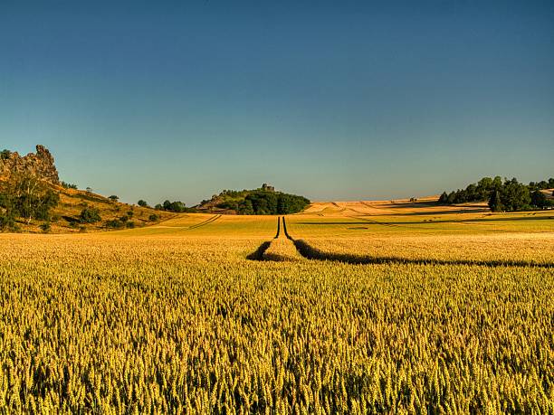 istock Golden Wheat Field Under Clear Blue Sky 2224327447