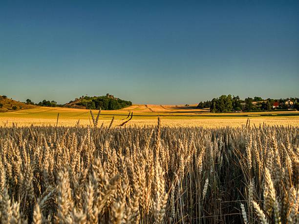 istock Golden Wheat Field and Blue Sky 2224327456