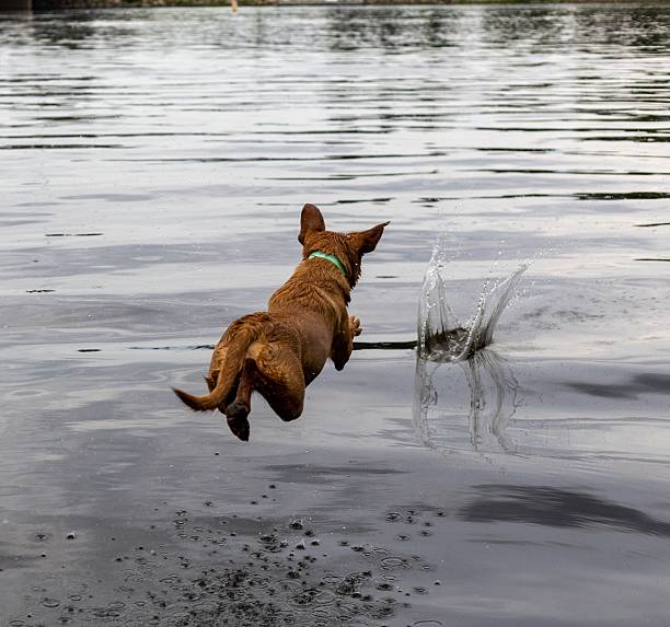 Dog jumping in the water. Labrador is playing