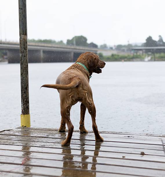 A wet dog standing on a wooden dock by the river, with a bridge in the background on a rainy day.