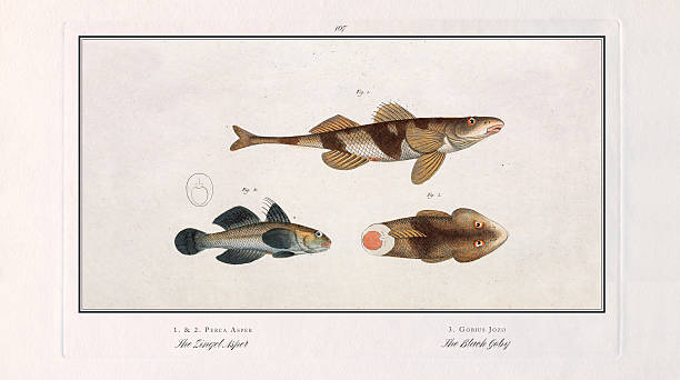 istock Zingel Asper, Black Goby, Goby, Fish, hand-colored engraving of the Natural History of Fish, published in 1787 2224332282