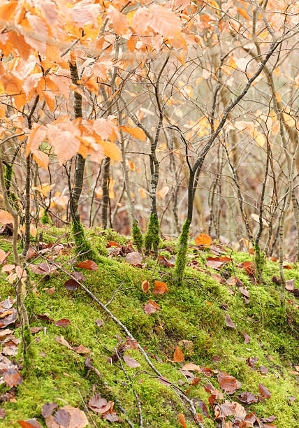A serene forest scene highlighting the lush green moss-covered ground contrasted by scattered golden autumn leaves. Slender tree trunks stand amidst the vibrant foliage, creating a tranquil natural atmosphere perfect for backgrounds or nature themes.