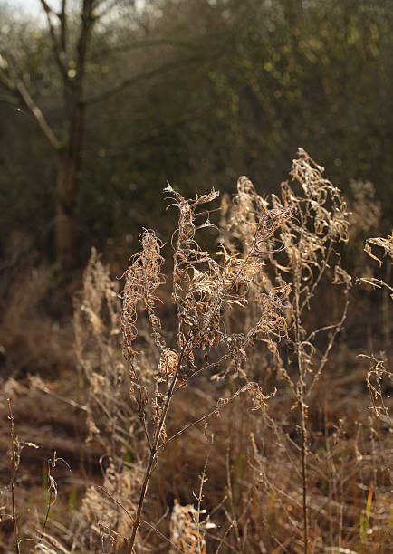 A serene photograph depicting tall dried plants in a natural forest environment. Sunlight illuminates their intricate structures, creating beautiful contrasts and a sense of tranquility in this picturesque woodland scene.