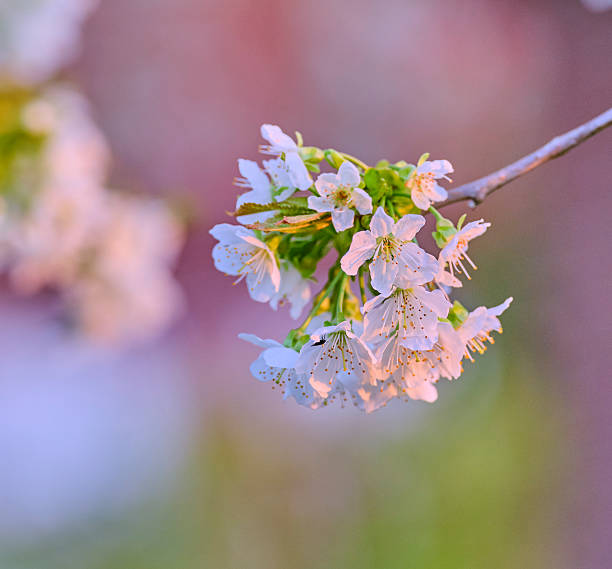 Close-up photograph of cherry blossoms (Prunus sp.) in full bloom, showcasing their delicate white petals and intricate stamens, captured in Denmark. The photo is sharp, showcasing fine details, taken using a medium format 100 MP camera with an MF lens.