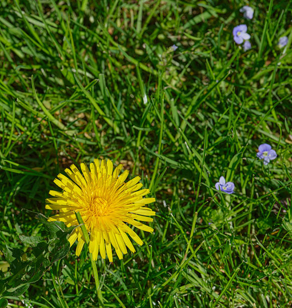 This photo captures a vibrant dandelion (Taraxacum officinale) amidst green grass, accompanied by delicate blue flowers in a Danish meadow. T