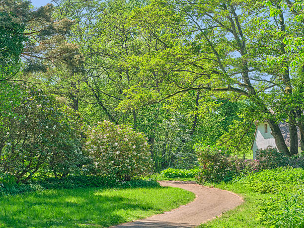 Experience the serene beauty of a vibrant green landscape with Rhododendron blooming gracefully in Denmark, a charming pathway leading by a rustic structure surrounded by nature's lush abundance. The Photo is very sharp and detailed and taken with a Medium Format 100 MP camera using an original MF lens.