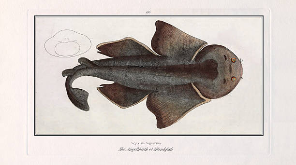 Very Rare, Beautifully Illustrated antique hand-colored engraving of the Natural History of Fish, published in 1787. Source: Original edition from my own archives. Copyright has expired on this artwork. Digitally restored.