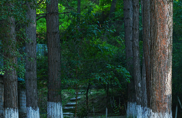 The trunk of pine trees in the forest is thick wood