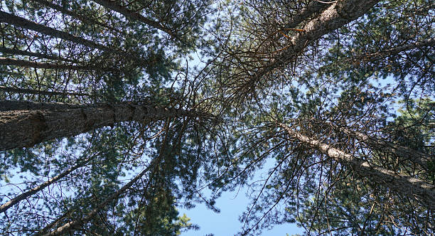 istock Trunks of pine trees in the forest 2224334488
