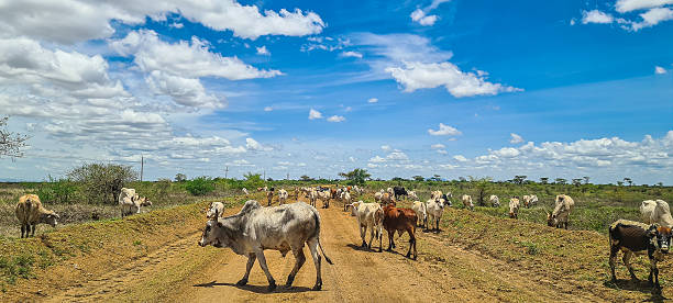 istock Cattle on the Road, Karamoja, Northeastern Uganda 2224335418
