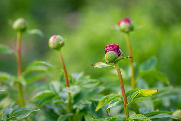 istock Buds of a dark red peony. 2224336398