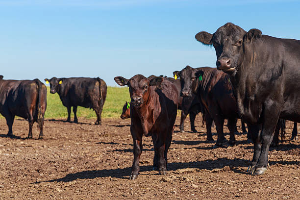 istock Farmland with herd of angus cattle. 2224337632
