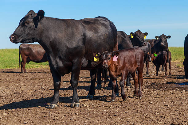 istock Farmland with herd of angus cattle. 2224337656