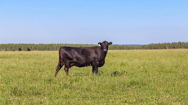 istock Cattle of black angus breed in the grassland. 2224337746
