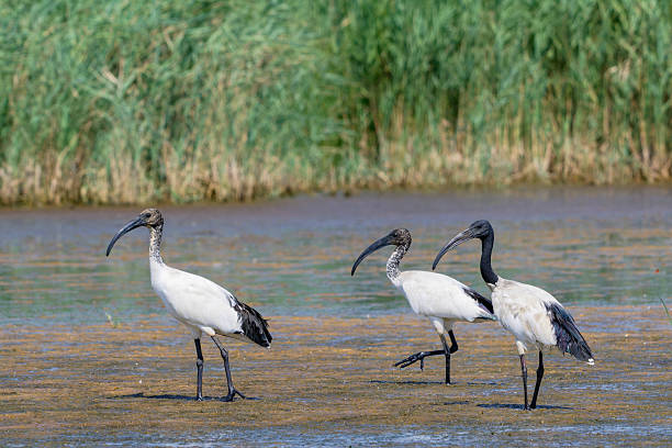 Sacred ibis in the marsh, two young and an adult