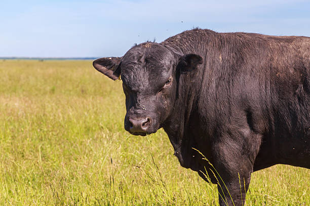 Farmland with herd of angus cattle. Big meat plant with slaughterhouse and processing factory.