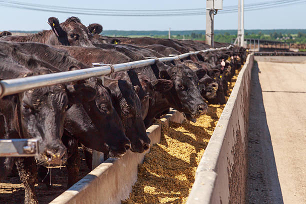 istock Feeding process of black angus cattle. 2224338649