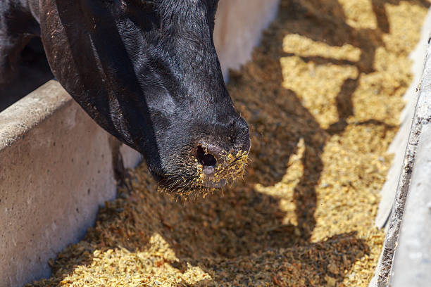 istock Closeup view of feeding process of black angus herd. 2224338728