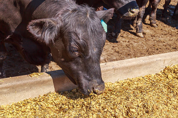 istock Closeup view of feeding process of black angus herd. 2224338858