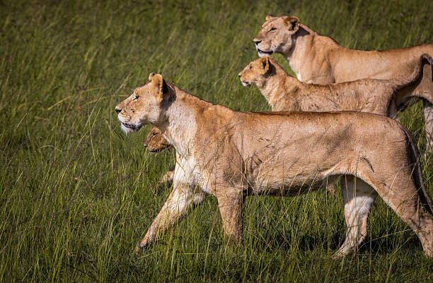A group of lionesses and their cubs moves together through the grassy plains of Maasai Mara. Their synchronized stride reflects pride cohesion and the nurturing role of lionesses.