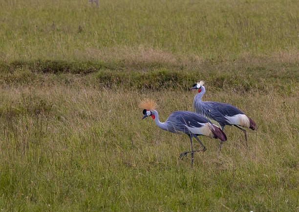 istock Grey Crowned Cranes Walking in Maasai Mara, Kenya 2224339392