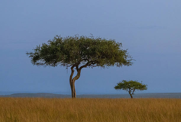 istock Acacia Trees in Maasai Mara Grasslands, Kenya 2224339409