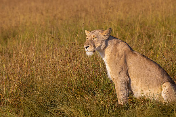 istock Lioness Sitting in Tall Grass, Maasai Mara, Kenya 2224339414