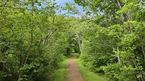 istock Verdant Forest Trail Under Canopy of Green 2224341267