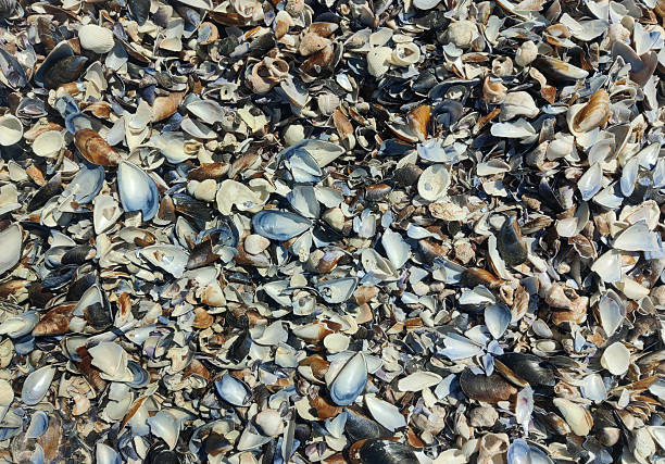 istock Background of real seashells on the shore. 2224342113