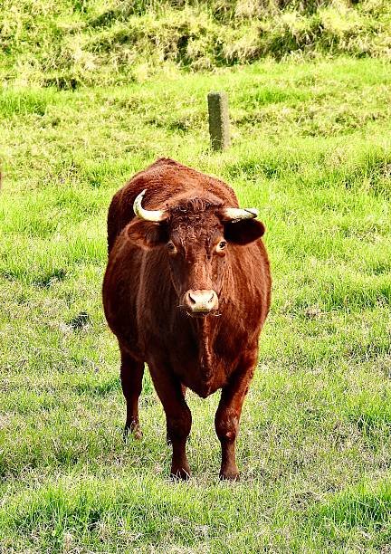 A front view of a Red Devon Bull with one lopsided horn looking at the camera from a field in Puhoi in Auckland.  The horn can become lopsided from horn fighting when they are developing or can just grow that way.  Farmers often cut Bulls horns off to avoid injury during horn fights which are common amongst Bulls.