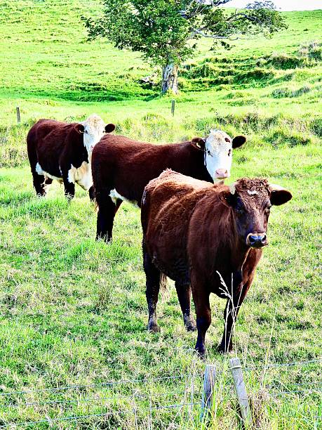 istock Two Red Hereford Bulls with a Red Devon in the front in a row facing and looking at the camera in Puhoi in Auckland 2224344922