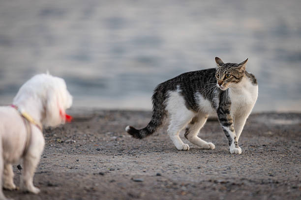 Stray cat is looking at white domestic dog on the street.