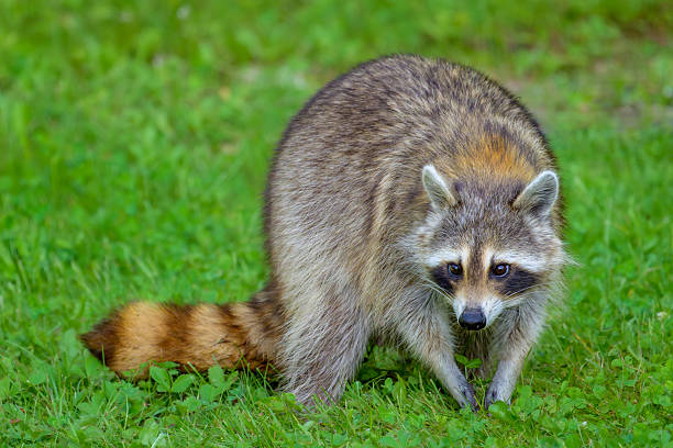 istock Common Raccoon standing in short green grass 2224385010