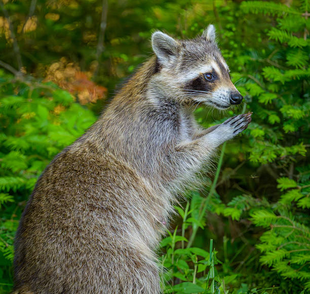 The raccoon, Procyon lotor, also spelled racoon and sometimes called the common raccoon. mammal native to North America. It is the largest of the procyonid family. Montana. ,