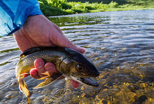 Brook Trout Catch and Release Fly Fishing - Holding trout fish at surface of water before releasing back into scenic alpine lake.