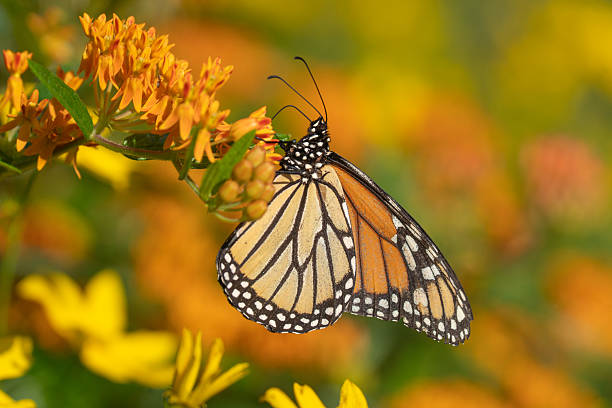 A vintage-look photo of a deceased Monarch Butterfly along with colorful Aspen leaves on woodgrain.