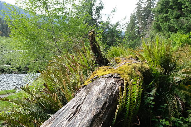 istock Olympic National Park, Washington State 2224387899