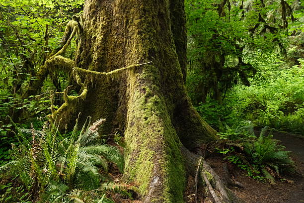 istock Olympic National Park, Washington State 2224388142