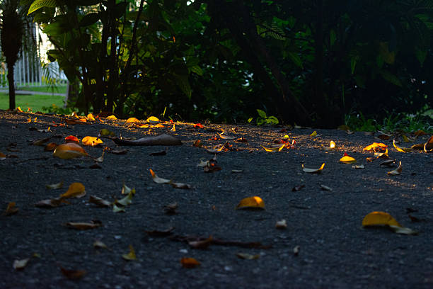 Yellow and orange autumn leaves on nthe ground with soft sunlight
